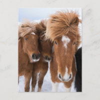 Chevaux islandais se blottissent, Islande