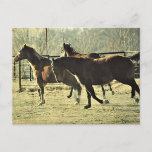 Carte Postale Chevaux joyeux