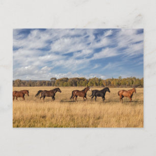 Carte Postale Chevaux juste à l'extérieur du Parc national de Gr