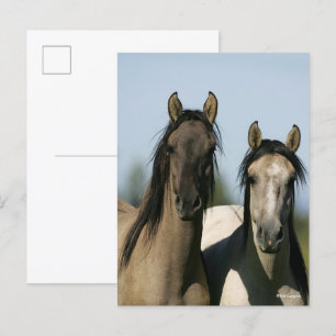 Carte Postale Chevaux Kiger Mustang Se tenant debout