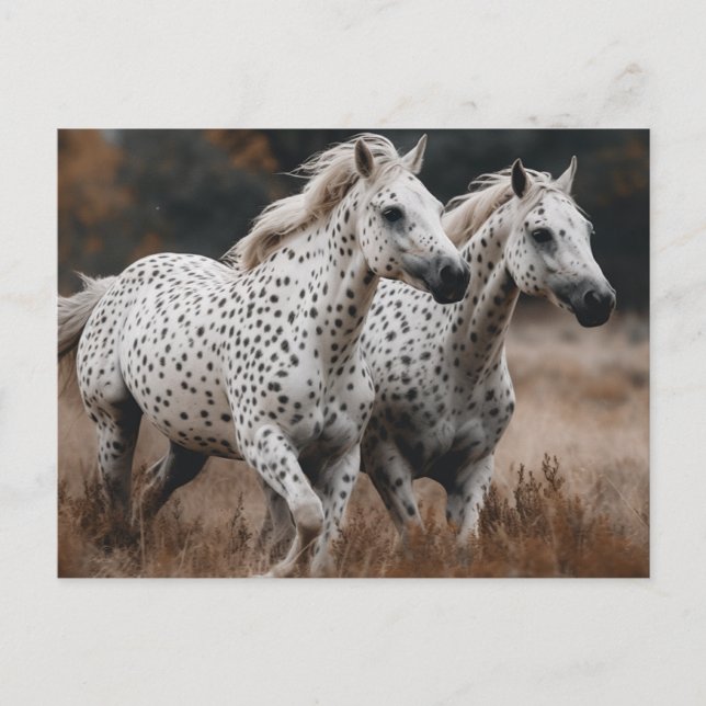 Carte Postale Chevaux Leopard Appaloosa Galloping (Devant)