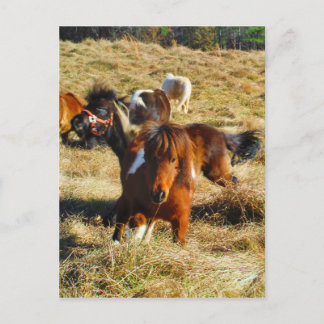 Carte Postale Chevaux miniatures Brown en marche