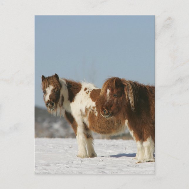 Carte Postale Chevaux miniatures debout dans la neige (Devant)