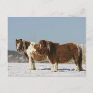 Carte Postale Chevaux miniatures debout dans la neige
