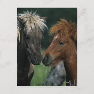 Carte Postale Chevaux miniatures Touchant