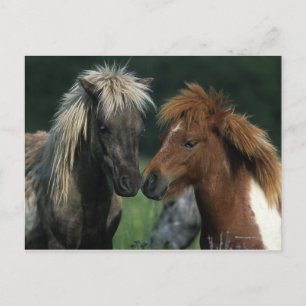 Carte Postale Chevaux miniatures Touchant