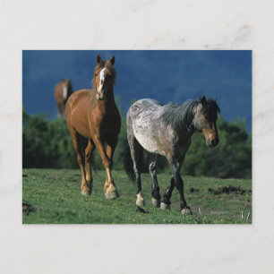 Carte Postale Chevaux Mustang Sauvages