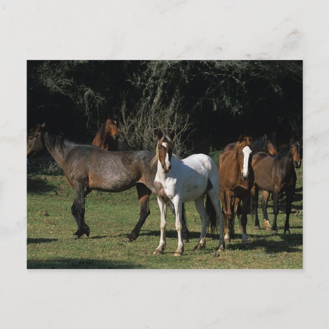 Carte Postale Chevaux Mustang Sauvages 1 (Devant)