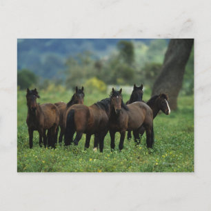 Carte Postale Chevaux Mustang Sauvages 3