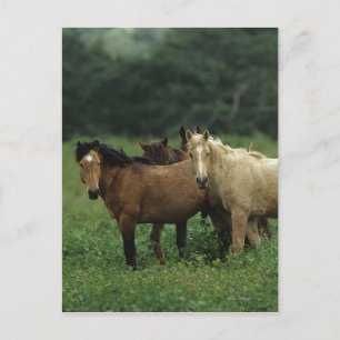 Carte Postale Chevaux Mustang Sauvages 4