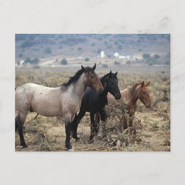 Carte Postale Chevaux Mustang sauvages 5 (Devant)