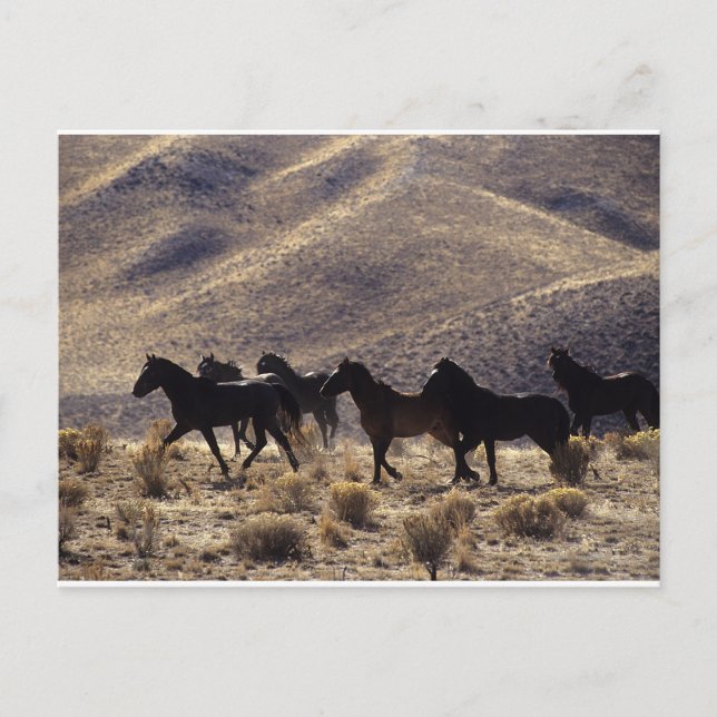 Carte Postale Chevaux Mustang sauvages dans le désert 1 (Devant)