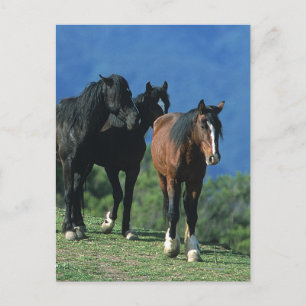 Carte Postale Chevaux Mustang sauvages dans les montagnes