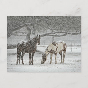 Carte Postale Chevaux neigeux