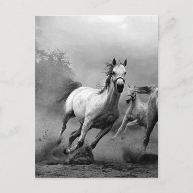 Carte Postale Chevaux noirs et blancs en course (Devant)