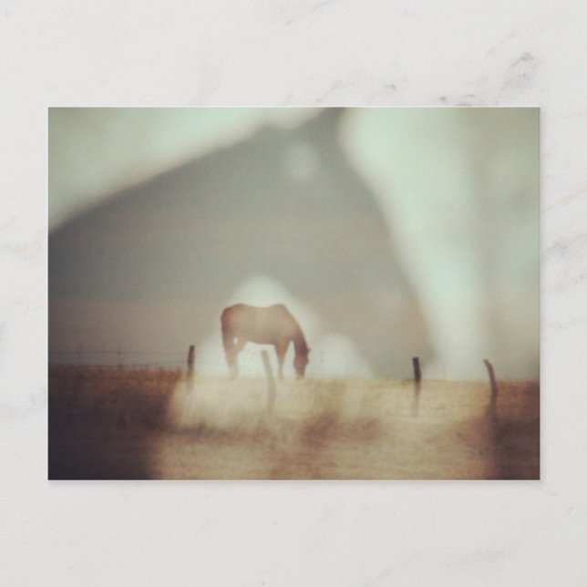 Carte Postale Chevaux par Angelandspot (Devant)