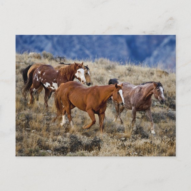 Carte Postale Chevaux Parcourir les collines (Devant)
