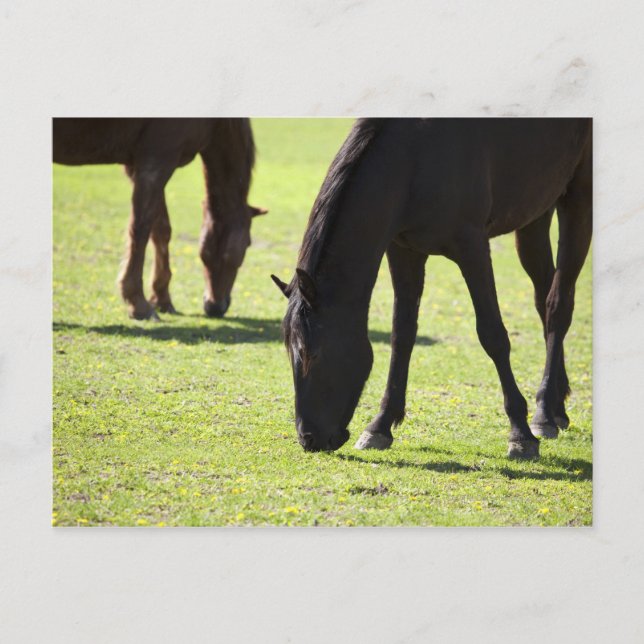 Carte Postale Chevaux pâturant 2 (Devant)