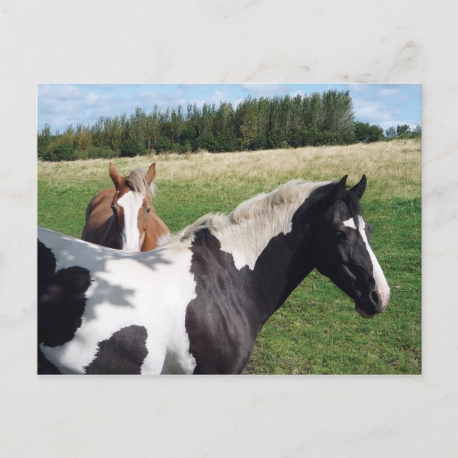 Carte Postale Chevaux Piebald & Châtaignes (Devant)