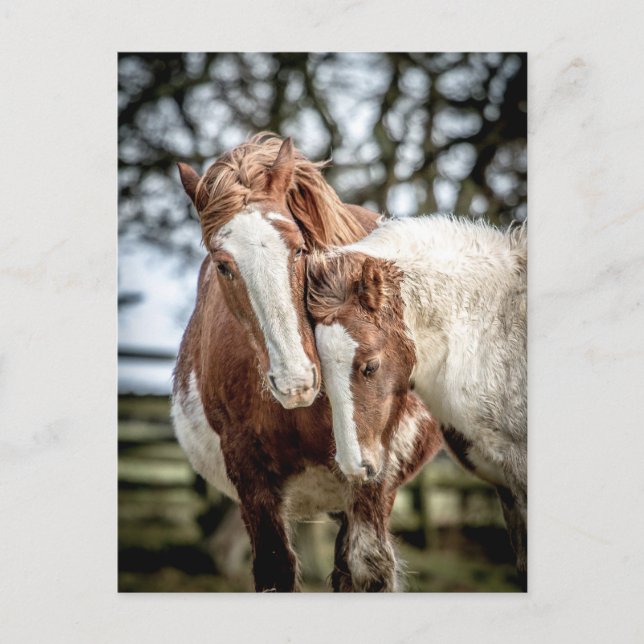Carte Postale Chevaux/Ponts (Devant)