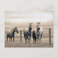 Chevaux Quarter Horse dans la prairie canadienne