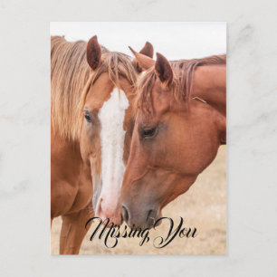 Carte Postale Chevaux qui se câlinent dans un pâturage