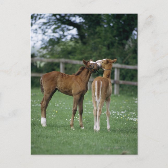 Carte Postale Chevaux - Rbrebis, poulains, (Devant)