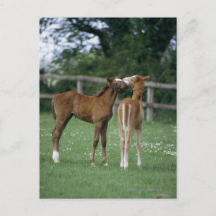 Carte Postale Chevaux - Rbrebis, poulains,