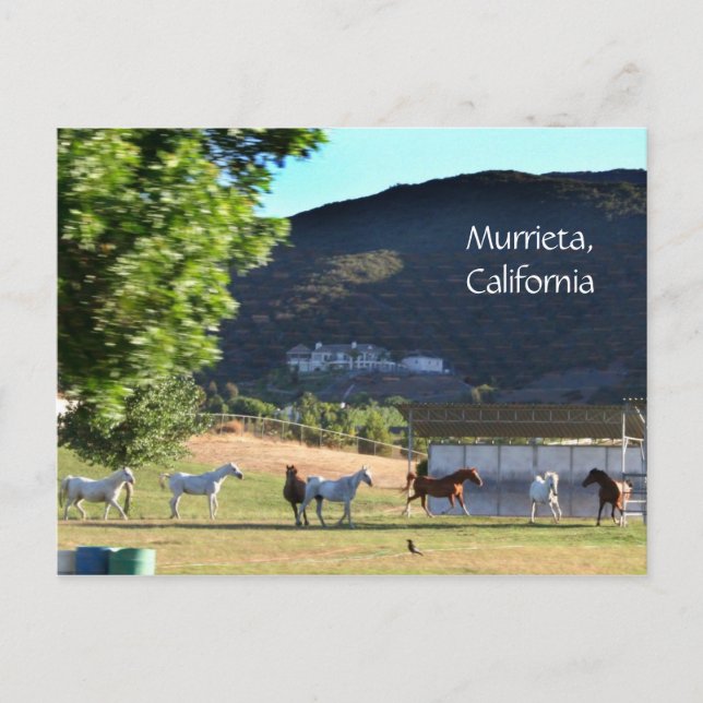 Carte Postale Chevaux Romping en Murrieta, CA (Devant)