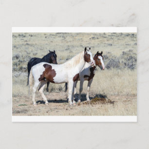 CARTE POSTALE CHEVAUX SAUVAGES