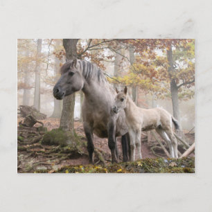 Carte Postale Chevaux sauvages
