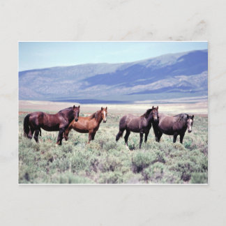 Carte Postale Chevaux sauvages