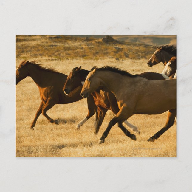 Carte Postale Chevaux sauvages (Devant)