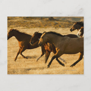 Carte Postale Chevaux sauvages