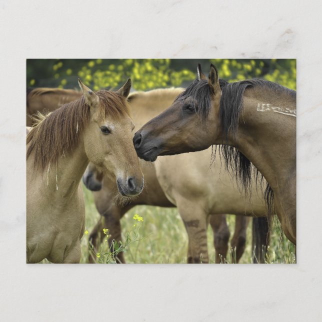 Carte Postale Chevaux sauvages (Devant)