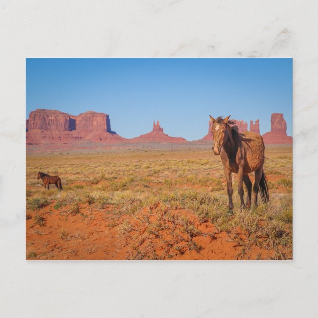 Carte Postale chevaux sauvages (Devant)