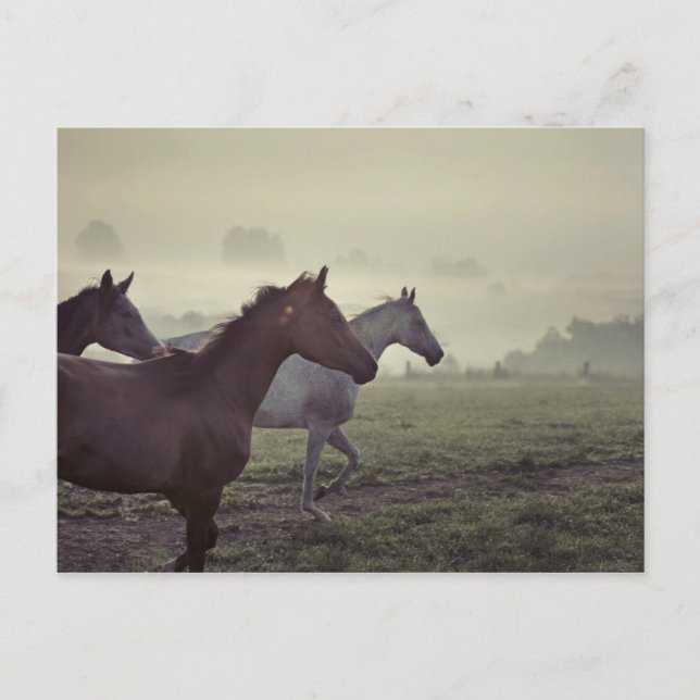 Carte Postale Chevaux sauvages (Devant)