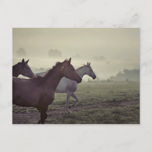 Carte Postale Chevaux sauvages