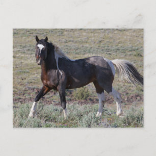 Carte Postale Chevaux sauvages après un bain de poussière