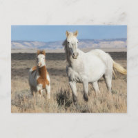 Chevaux sauvages chez eux dans le bassin de Sandwa
