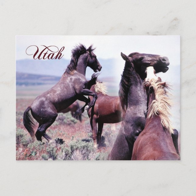 Carte Postale Chevaux sauvages combattant, Utah (Devant)