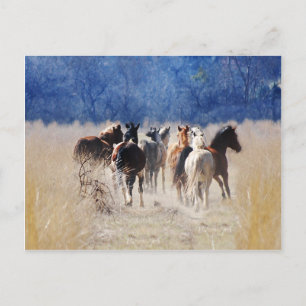 Carte Postale Chevaux sauvages courant