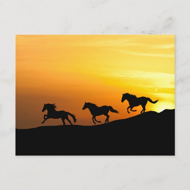 Carte Postale Chevaux sauvages courant au coucher du soleil - Co (Devant)