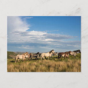 Carte Postale Chevaux sauvages dans le parc national Theodore Ro