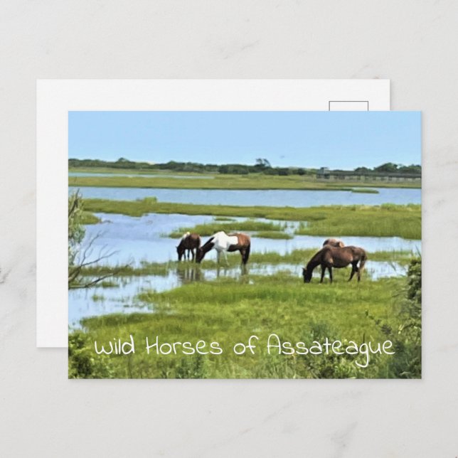 Carte Postale Chevaux sauvages d'Assateague (Devant / Derrière)