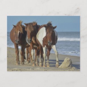 Carte Postale Chevaux sauvages de Chincoteague, plage de l'île d