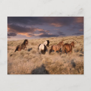 Carte Postale Chevaux sauvages en course