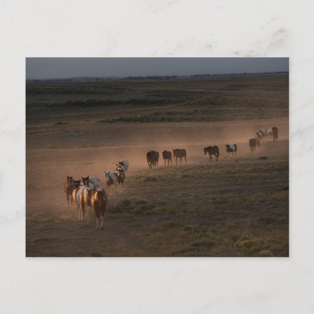 Carte Postale Chevaux sauvages marchant vers le désert (Devant)