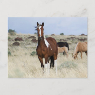 Carte Postale Chevaux sauvages, Montagnes des Steens