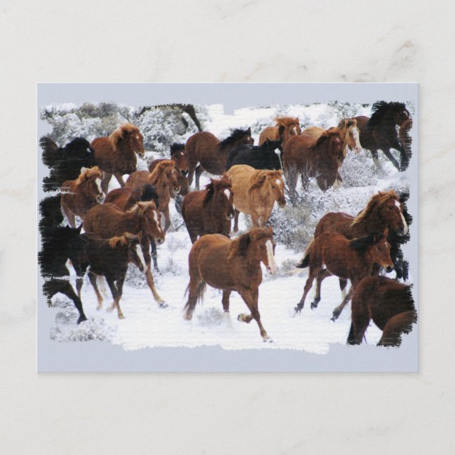 Carte Postale Chevaux sauvages pilotés (Devant)